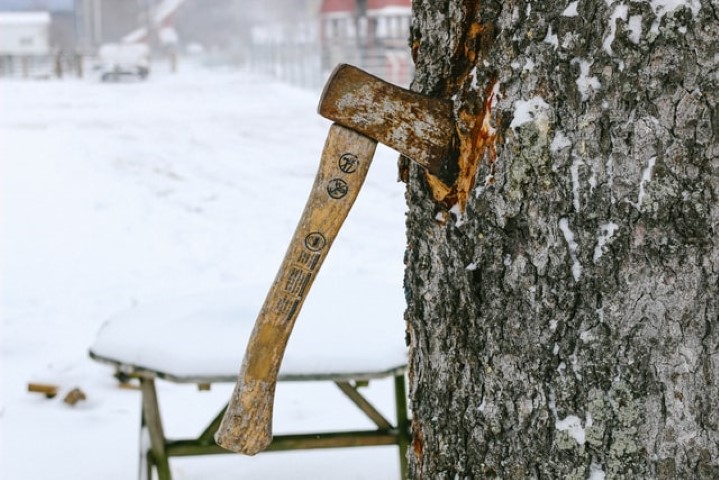 Crowley Tree Removal Services. Recognize Dead Tree in Yard