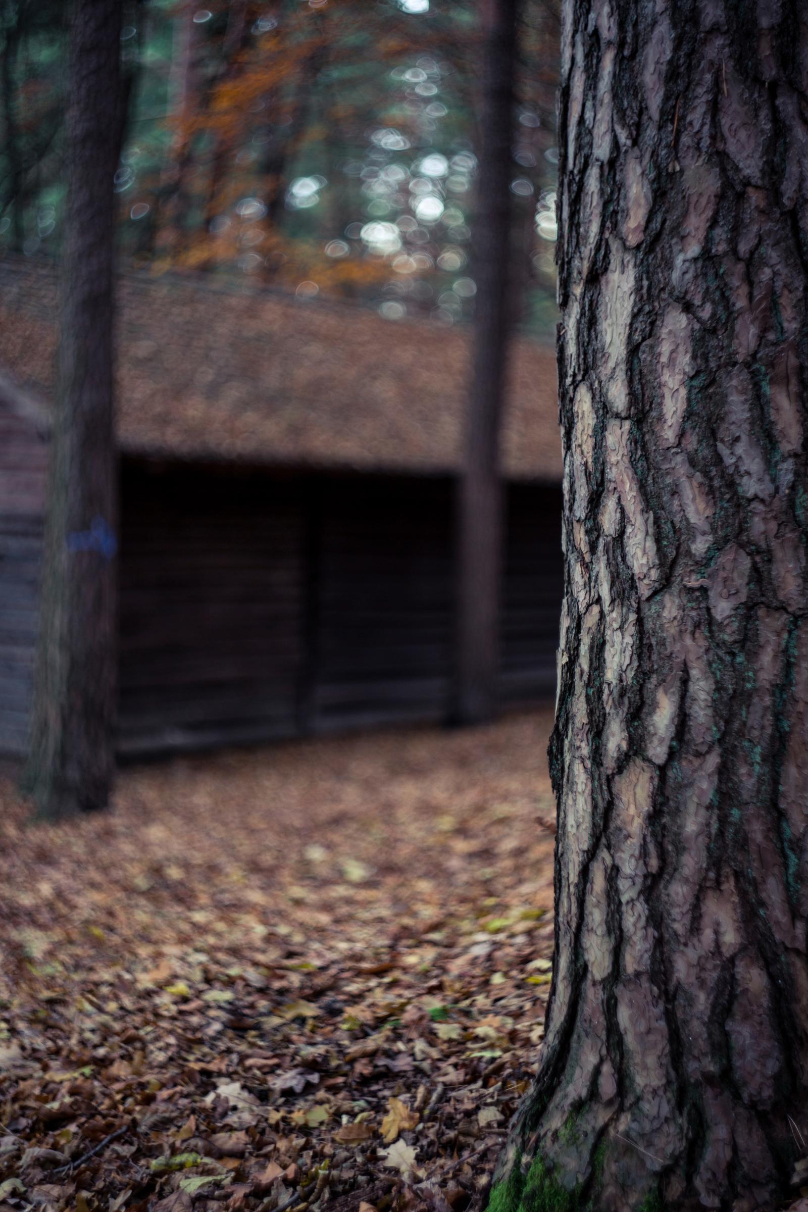 Weatherford Tree Care Services. Tree Care in the Fall