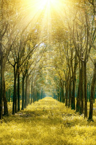 Tree Fertilization Southlake, TX