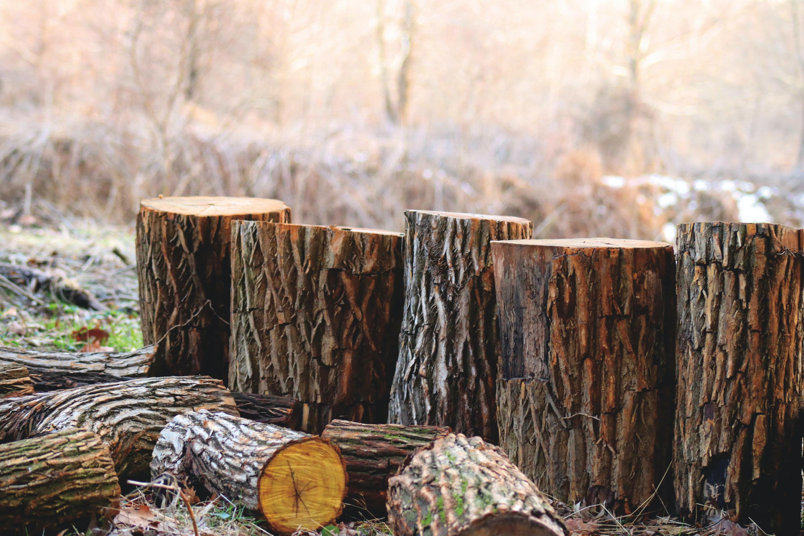 Best Winter Stump Removal Companies in Fort Worth