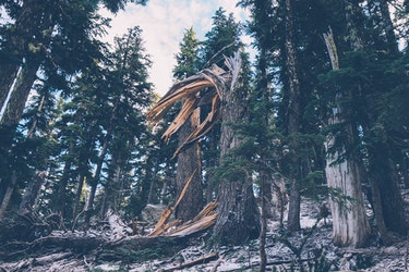 What To Do With Dead Trees? Tree Removal Watauga, TX