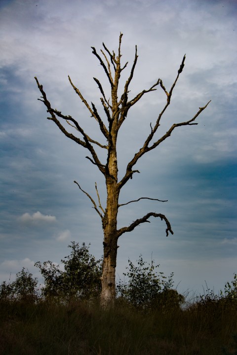 J Davis Tree Disease Management In Westlake, TX