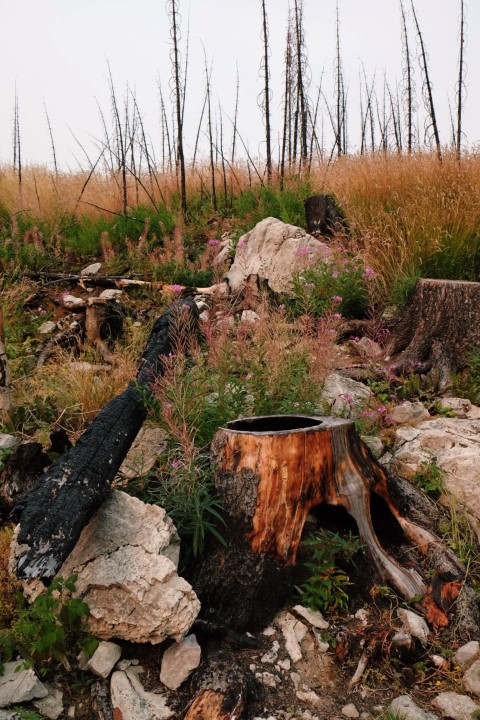 Call the Pro Stump Removal Crews in Keller, TX