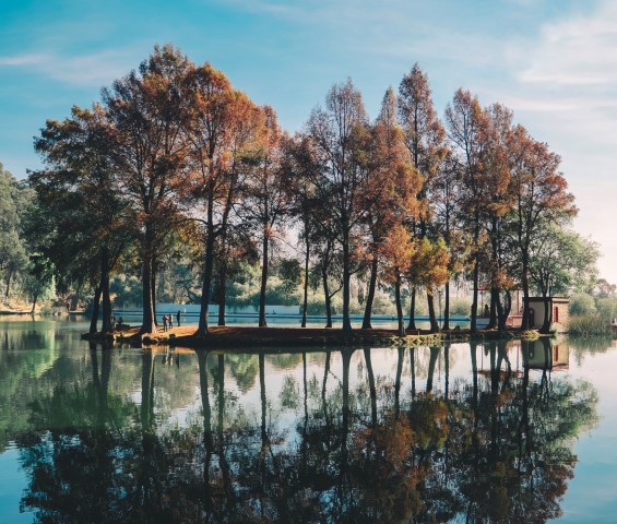 Keep Trees Healthy with Tree Trimming and Pruning from J Davis Tree Care in Grapevine