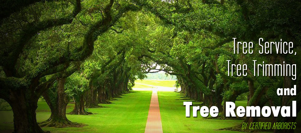 Most Common Trees. Expert Tree Care Grapevine, TX