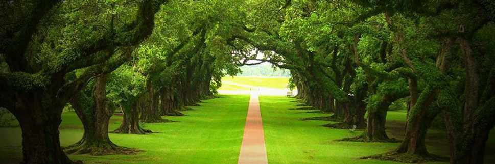 Get The Safest Tree Removal in Roanoke, TX, with J Davis Tree Care Solutions