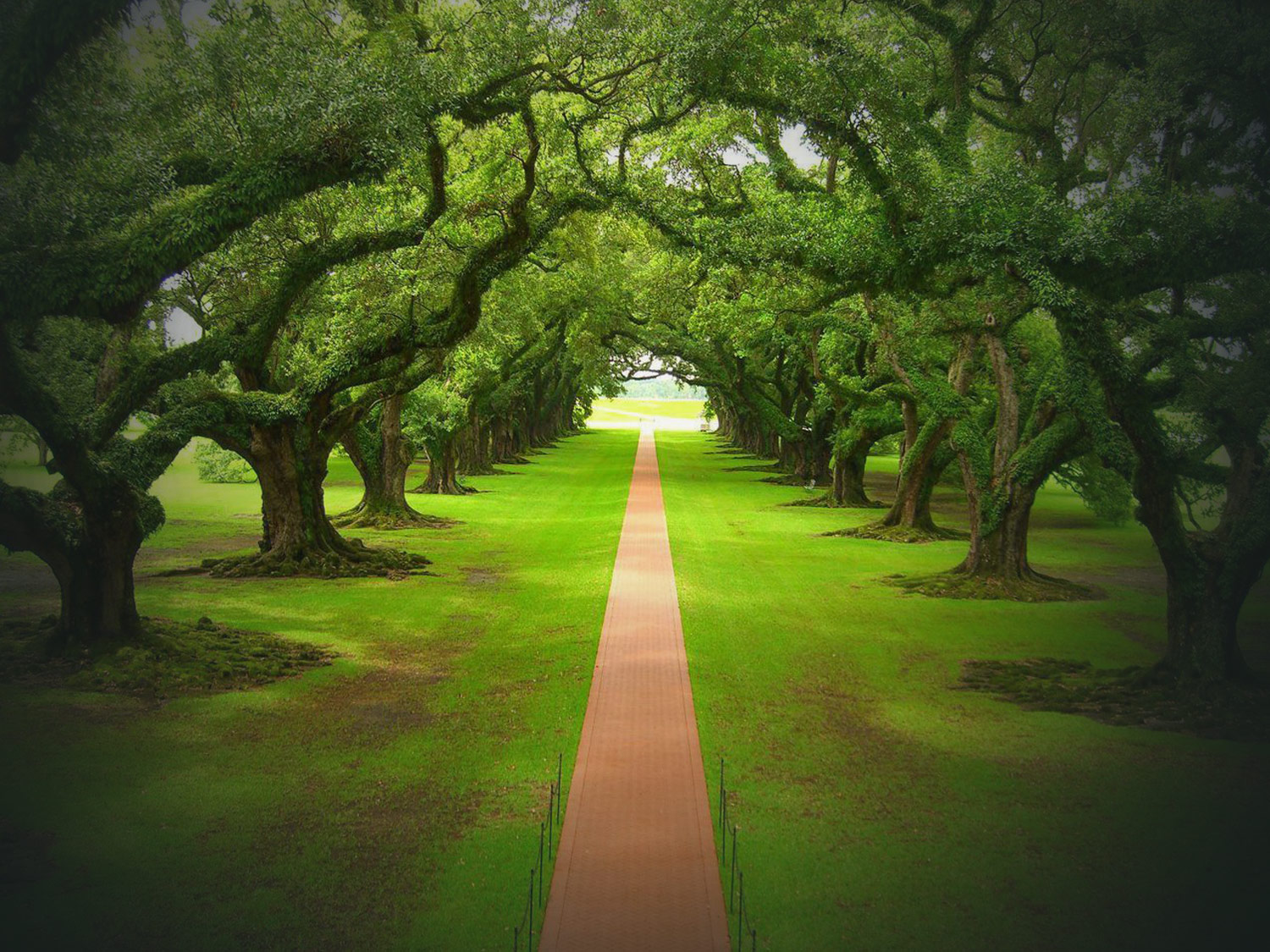 Bedford, TX Tree Care Services. Why Have All Year Tree Care?